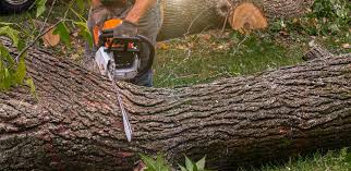 How Our Tree Care Process Works  in  Ward, AR